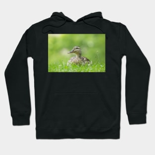 Sitting Duck Hoodie